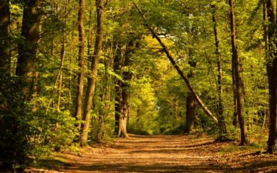 Les forêts wallonnes sont à tout le monde! Privatiser les forêts wallonnes équivaut à un détournement de bien public