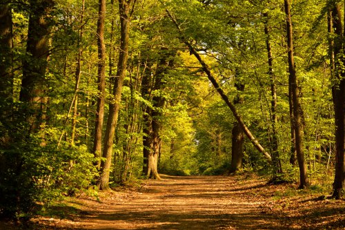 Les forêts wallonnes sont à tout le monde! Privatiser les forêts wallonnes équivaut à un détournement de bien public