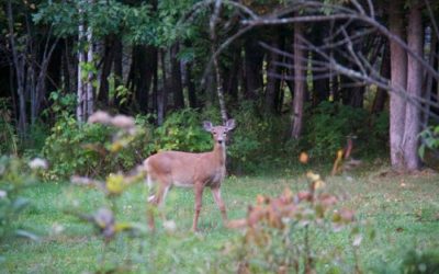 Pratique de la chasse : refus des partis traditionnels d’auditionner les acteurs concernés !