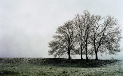 Victoire : le combat d’Ecolo pour protéger les arbres remarquables de Wallonie a payé