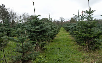 Des sapins de Noël sans pesticide, c’est possible et rentable