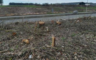 Abattage d’arbres le long des routes : Ecolo estime que la biodiversité est en danger