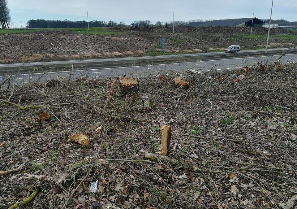 Abattage d’arbres le long des routes : Ecolo estime que la biodiversité est en danger