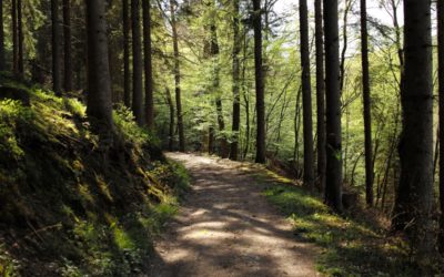 Unité anti-braconnage: pour Stéphane Hazée, le projet du Gouvernement révèle une volonté de mettre au pas l’Unité et reste gravement dommageable pour la nature et la biodiversité