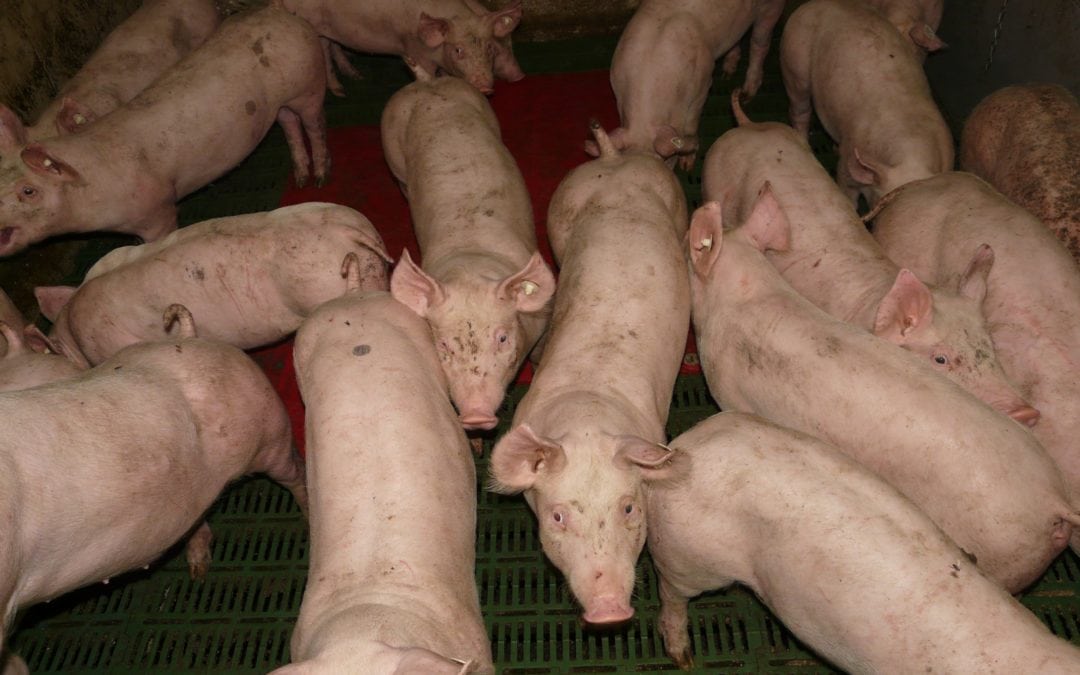 Peste porcine africaine : interpellation d’Hélène Ryckmans